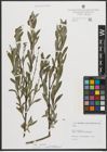 Foto von Salix purpurea L.